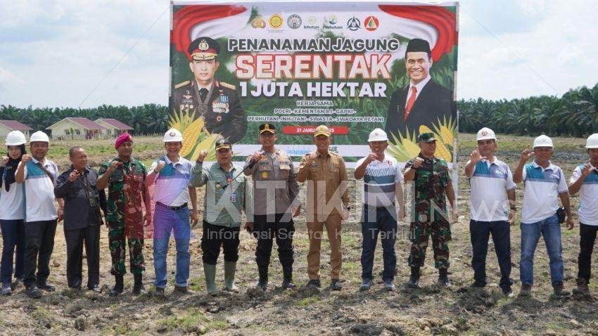 Langkat Dukung Ketahanan Pangan Nasional: Penanaman Jagung Serentak Dimulai