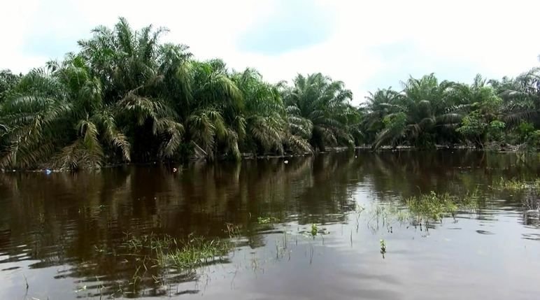 Banjir Rendam Ratusan Hektare Kebun Kelapa Sawit di Pelalawan