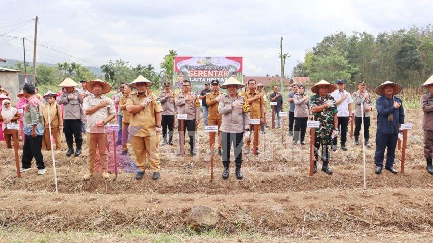 Dukung Asta Cita Presiden, Forkopimda Padangsidimpuan Tanam 1 Hektar Jagung