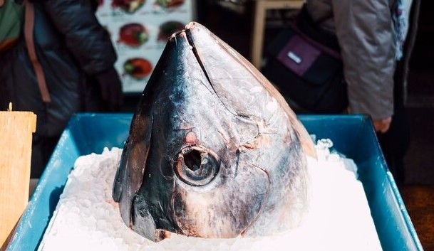 Rekor Baru, Tuna Sirip Biru Terjual Rp21 Miliar