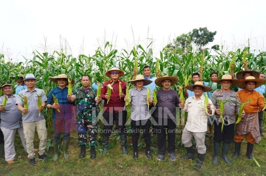 Program Ketahanan Pangan Lapas Narkotika Langkat Gelar Panen Raya Jagung