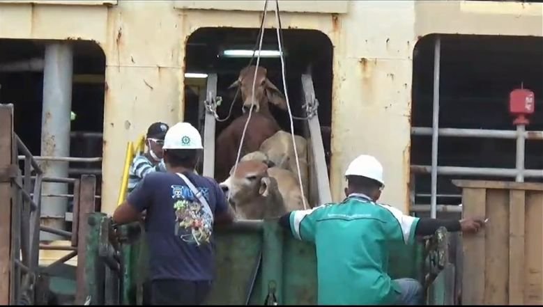 Stok Daging di Sumatera, Ribuan Sapi Impor Tiba di Belawan