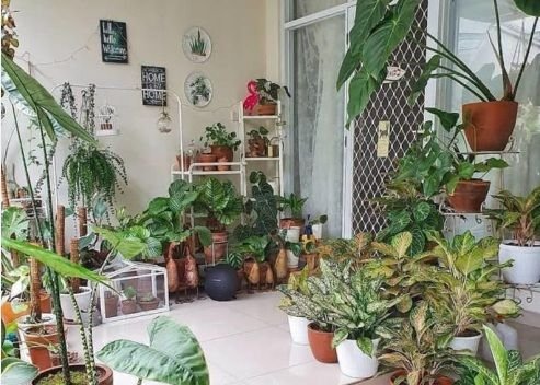 5 Jenis Bunga yang Cocok untuk Hiasan Teras Rumah Minimalis