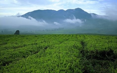 Kebun Teh Alahan Panjang: Surga Tersembunyi di Solok yang Wajib Dikunjungi