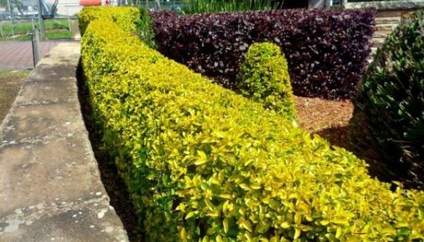 5 Tanaman Pagar Ini Bikin Rumah Makin Cantik dan Sejuk, Nomor 4 Punya Banyak Manfaat!